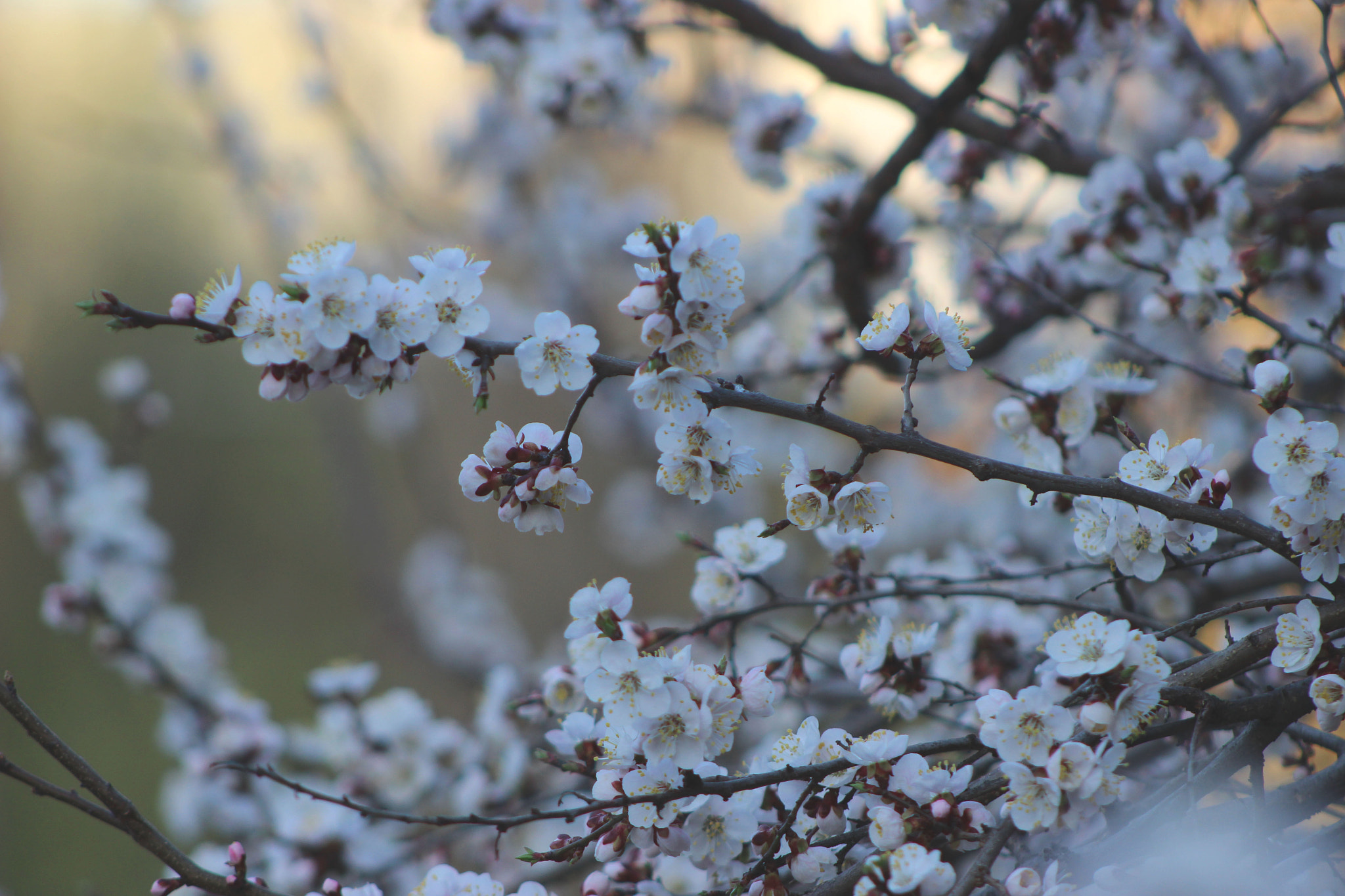Canon EOS 600D (Rebel EOS T3i / EOS Kiss X5) + EF75-300mm f/4-5.6 sample photo. Img photography