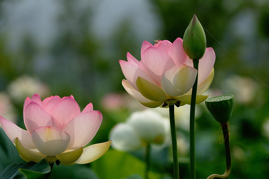 Sony Alpha DSLR-A700 + Tamron SP AF 70-200mm F2.8 Di LD (IF) MACRO sample photo. Lotus flowers  photography