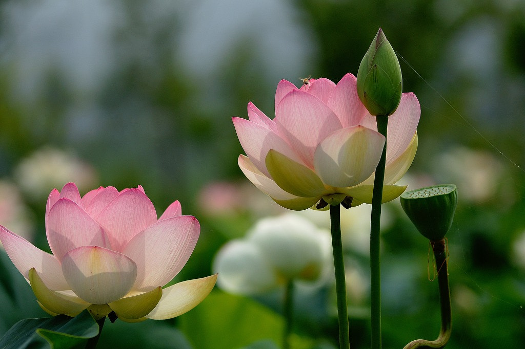 Tamron SP AF 70-200mm F2.8 Di LD (IF) MACRO sample photo. Lotus flowers  photography