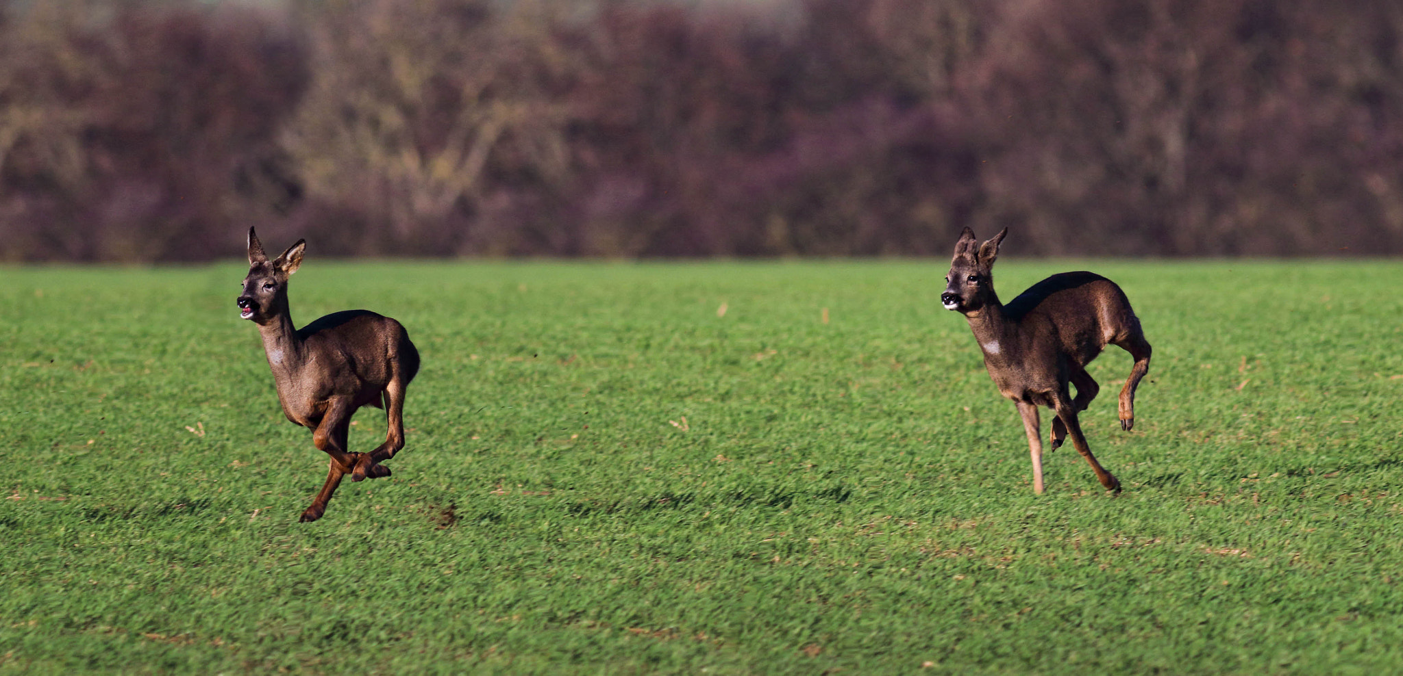 Canon EF 400mm F5.6L USM sample photo. Roe deer on the run photography