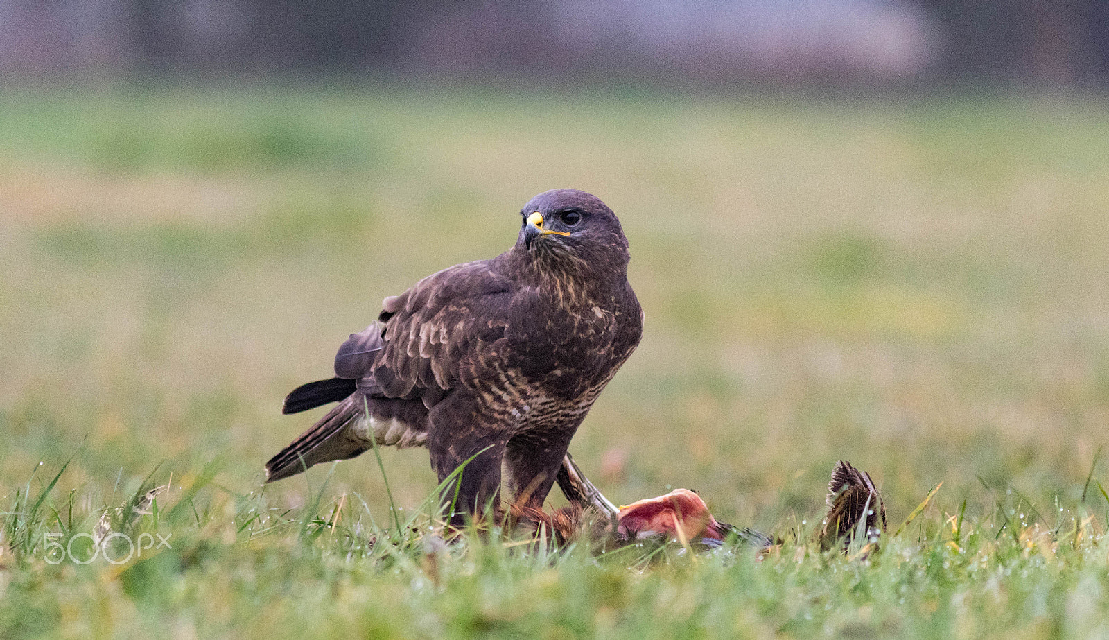 Canon EF 400mm F5.6L USM sample photo. Buzzard feeding photography