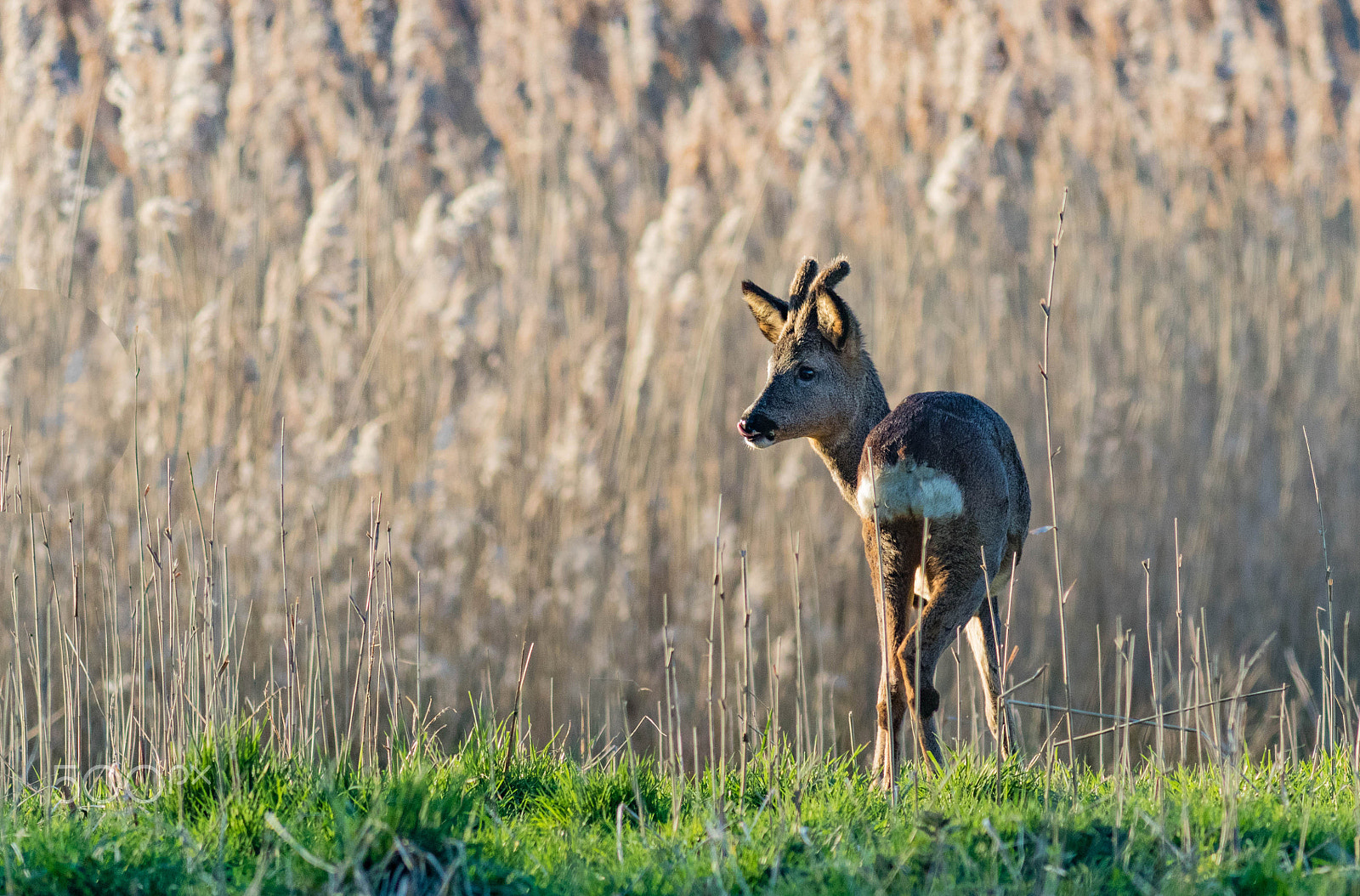 Canon EF 400mm F5.6L USM sample photo. Roe buck photography