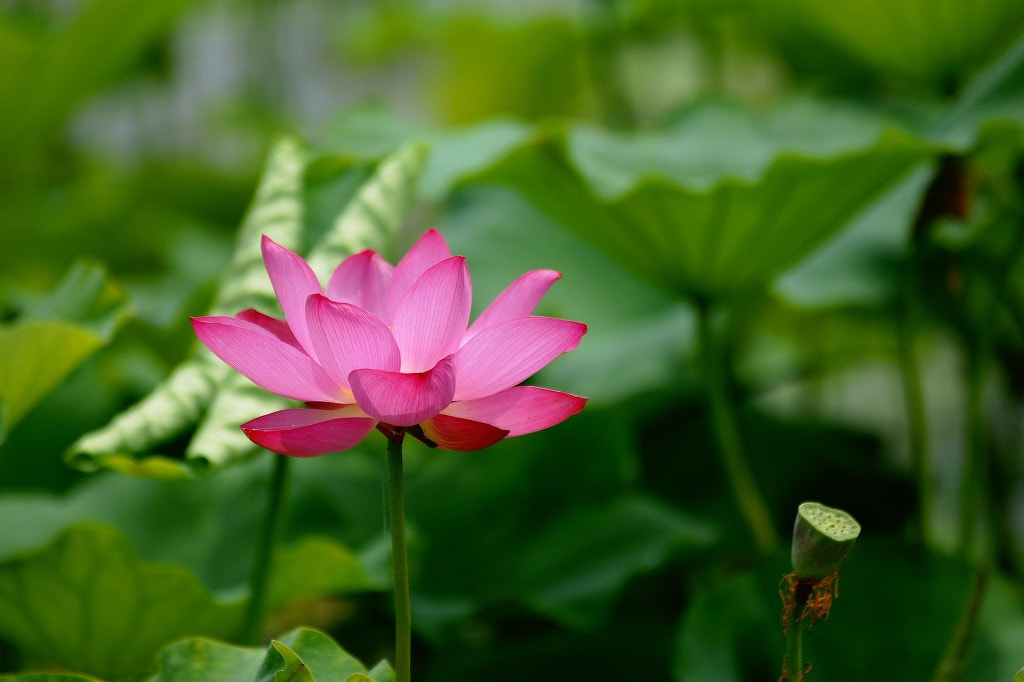 Sony Alpha DSLR-A700 + Tamron SP AF 70-200mm F2.8 Di LD (IF) MACRO sample photo. Lotus flower & leaves photography