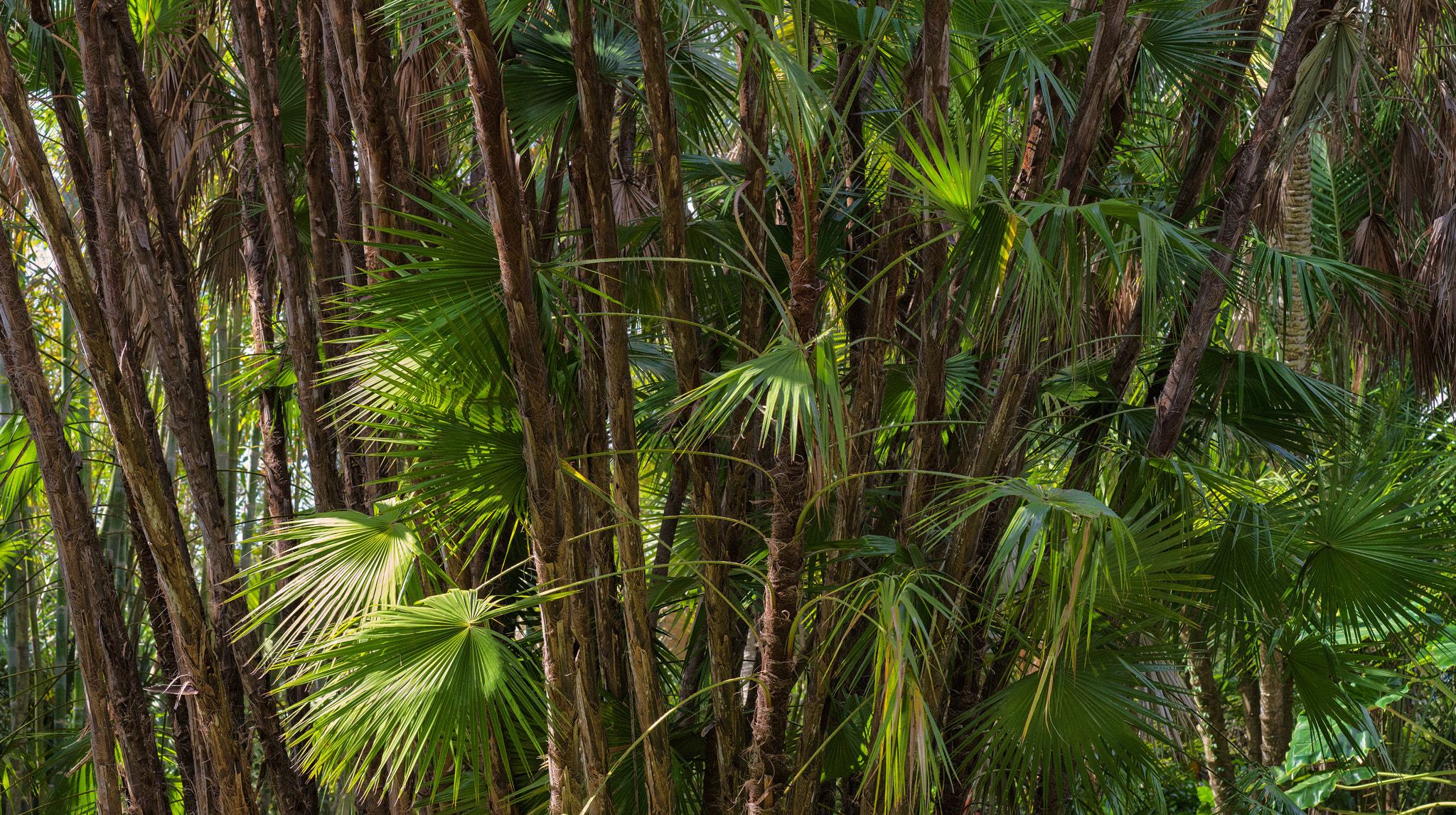 Hasselblad XCD 90mm F3.2 sample photo. Selby palms photography