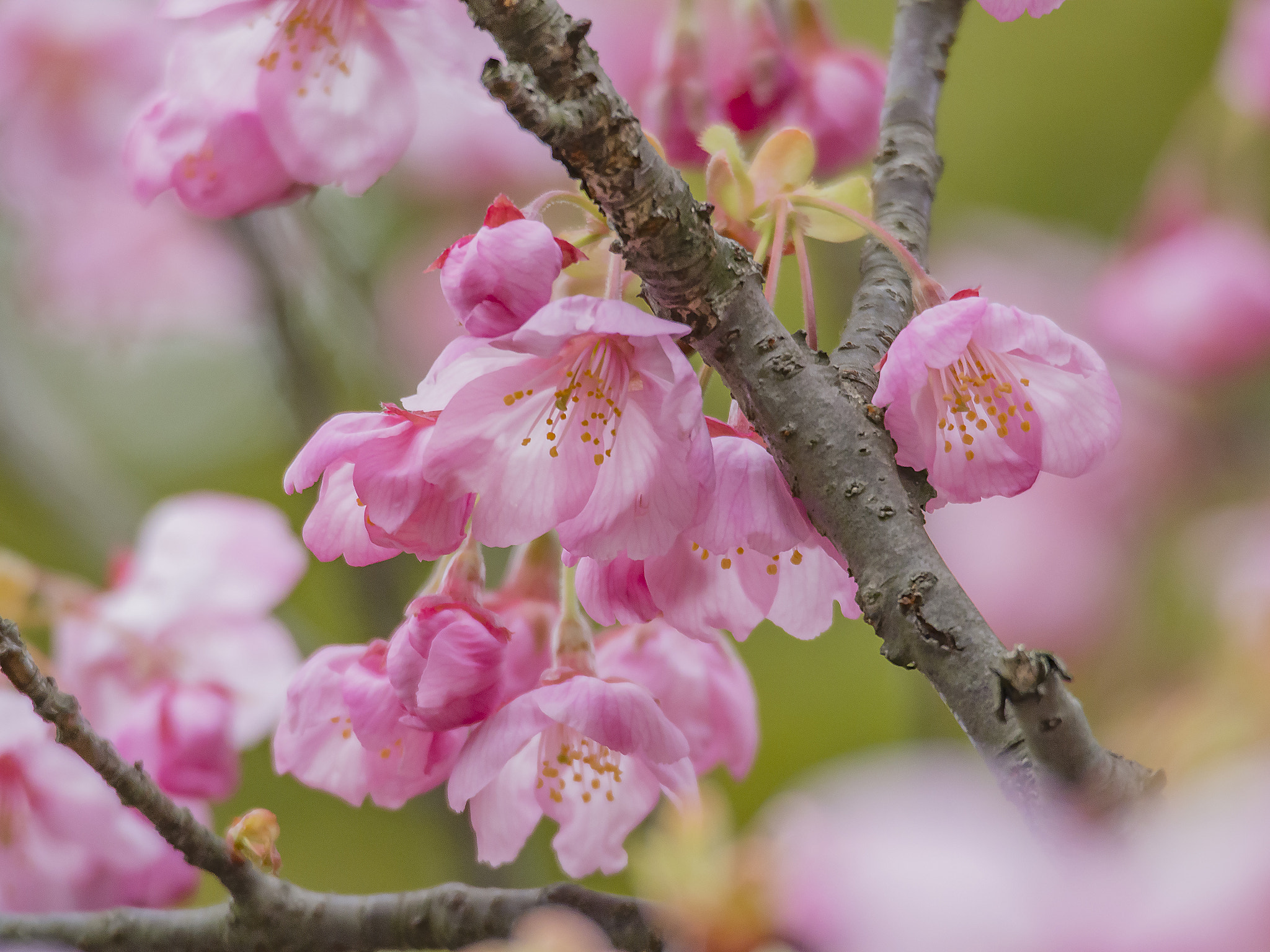 Olympus OM-D E-M5 sample photo. Cherry blossoms named youkou photography