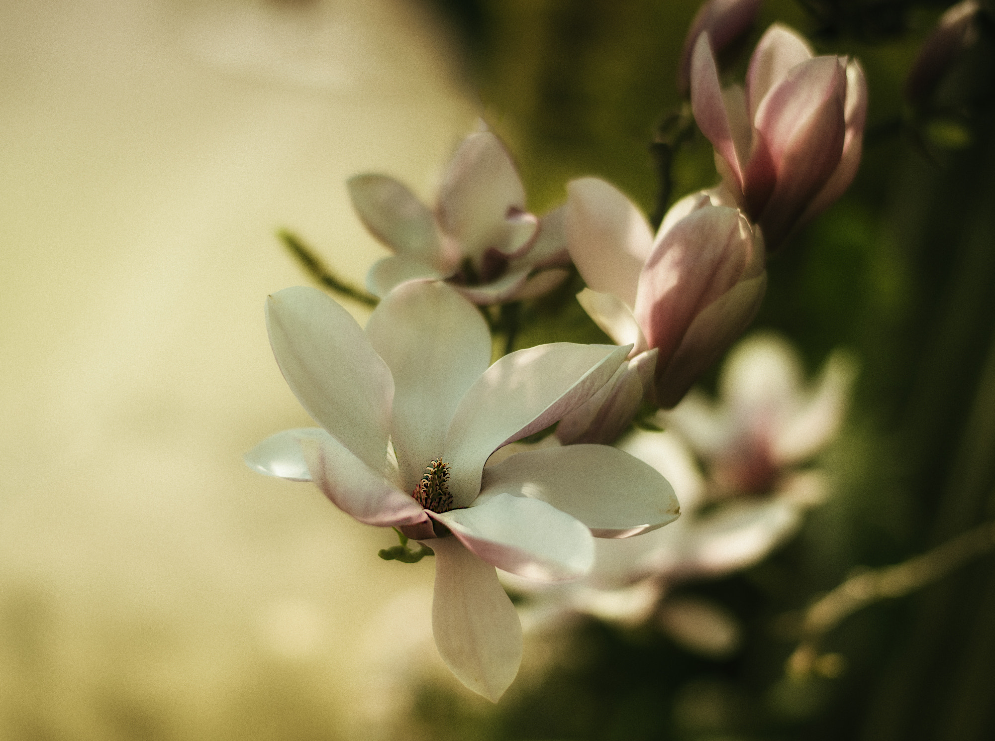 Nikon AF-S Nikkor 58mm F1.4G sample photo. In my garden photography