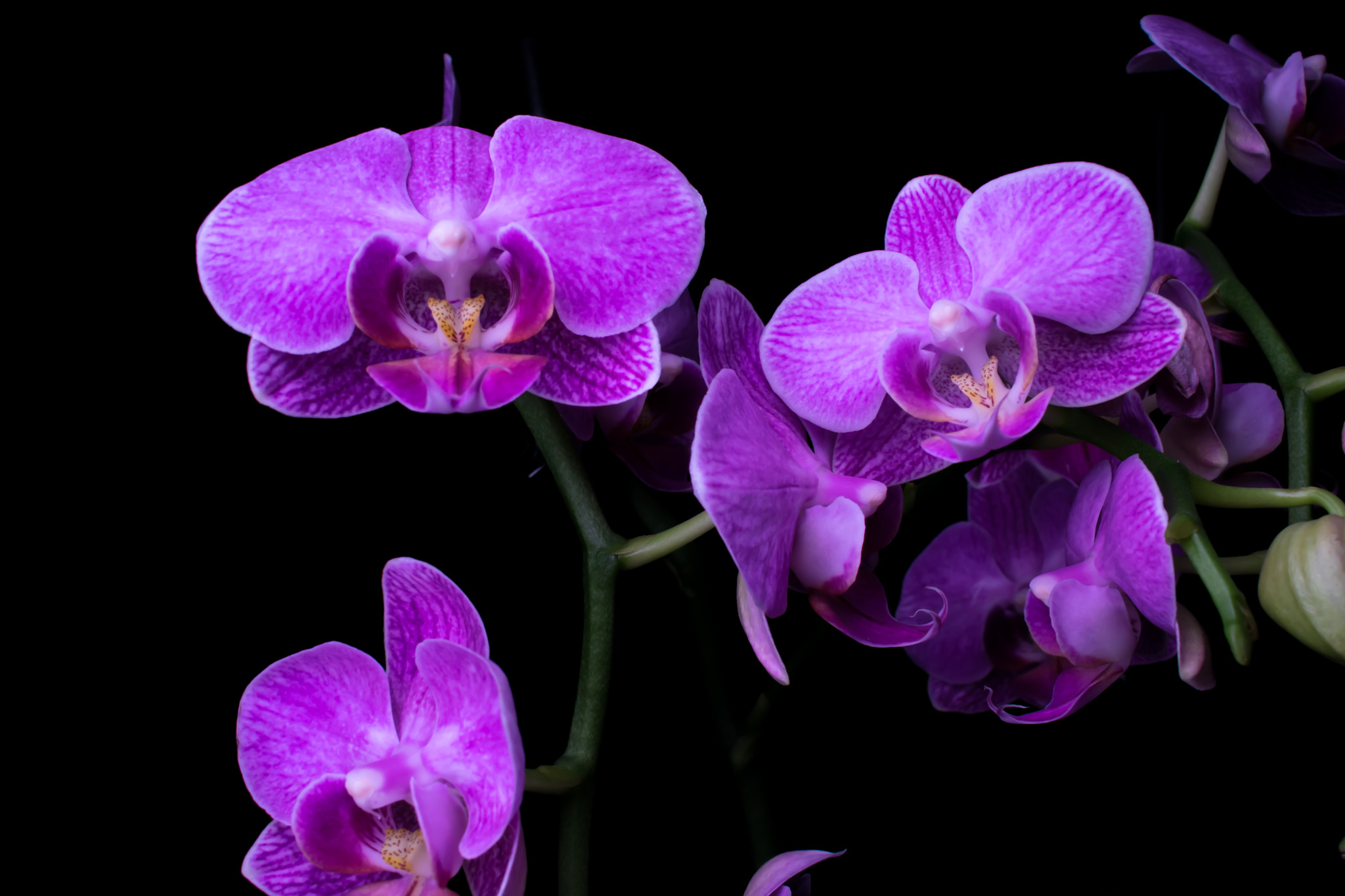 Nikon D3400 sample photo. Phalaenopsis (moth orchid / orchidée papillon) photography