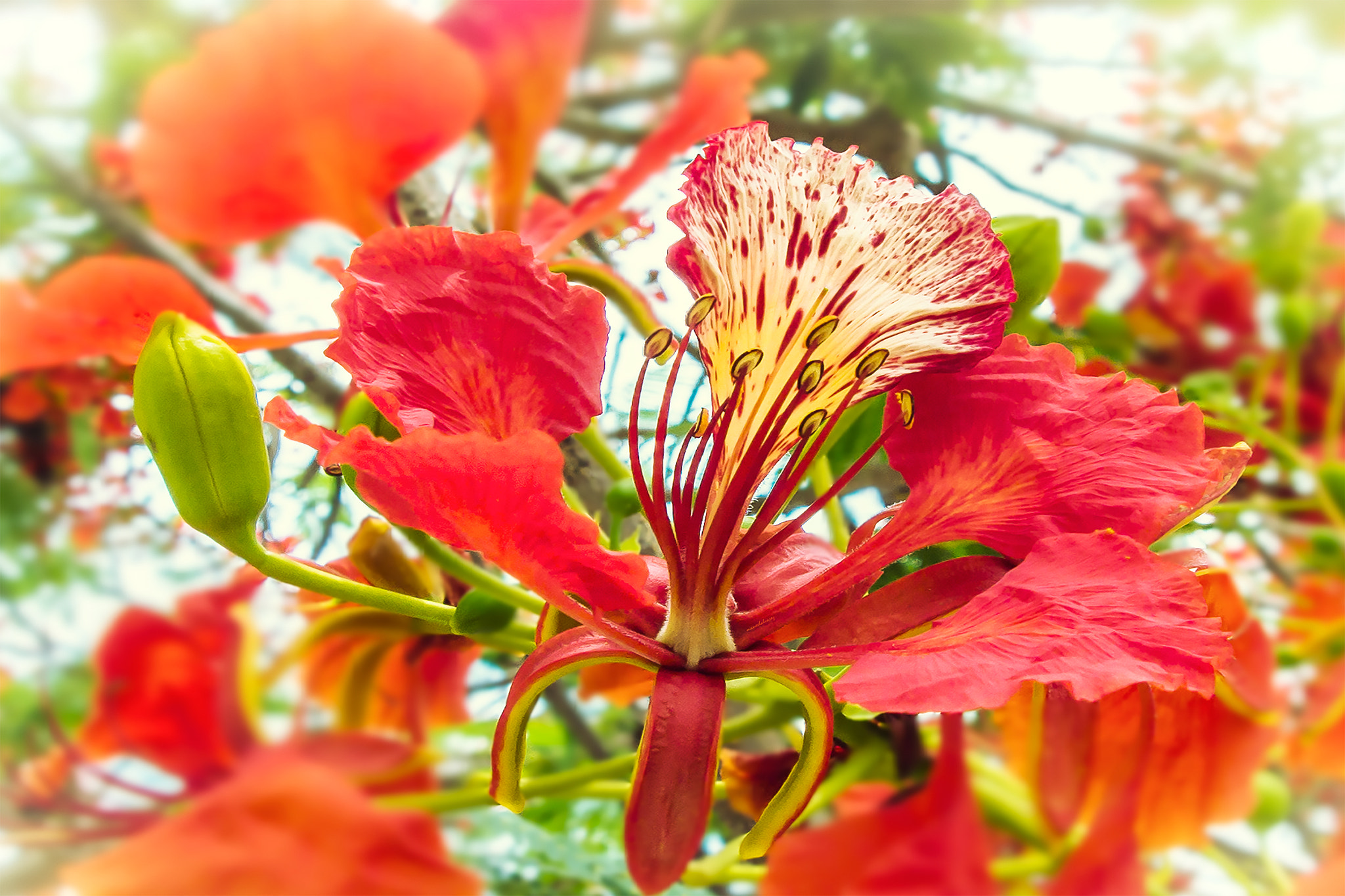 Olympus PEN E-P3 sample photo. Flor  de  flamboyan. photography