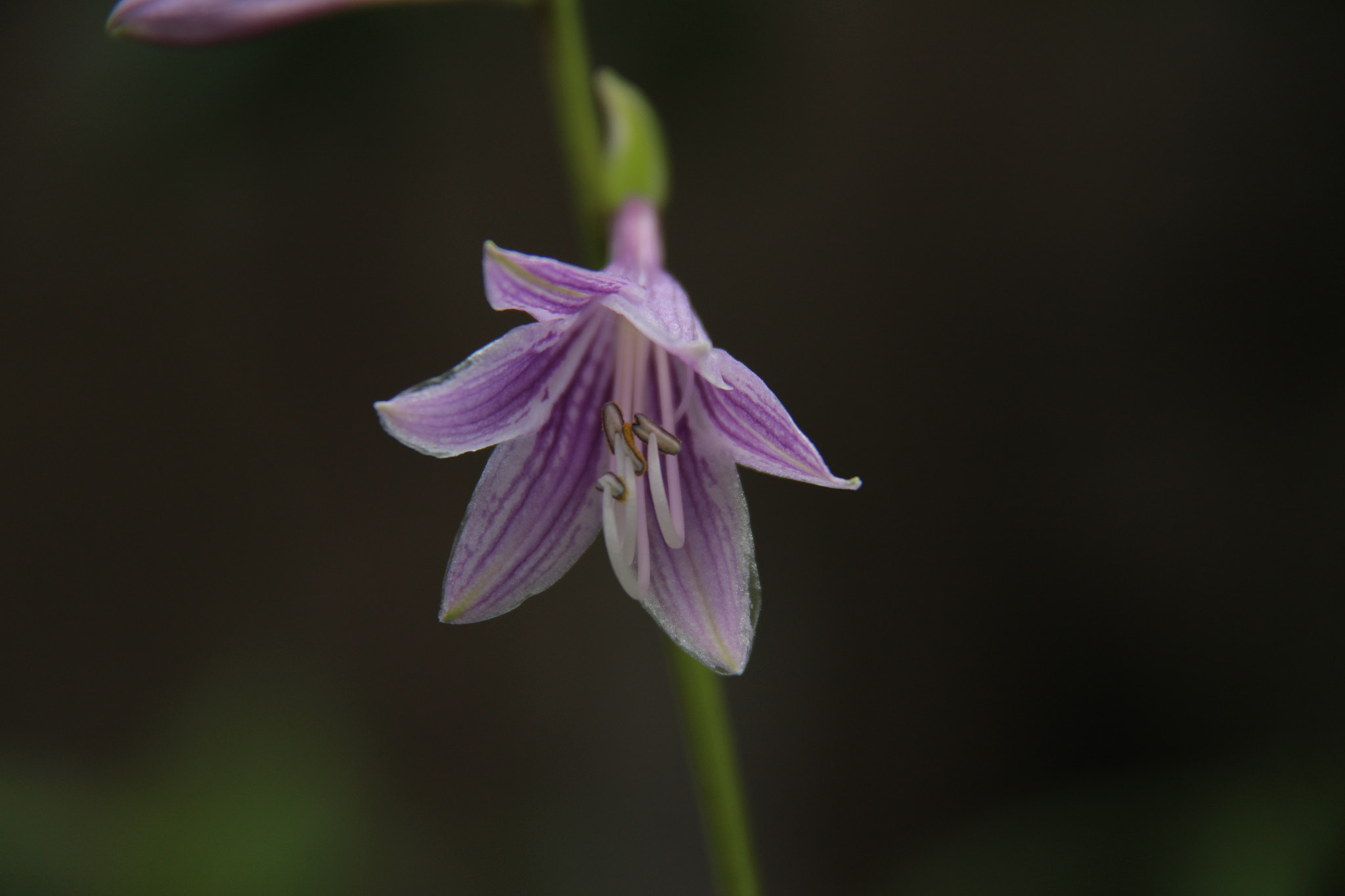Canon EF-S 18-200mm F3.5-5.6 IS sample photo. Img photography