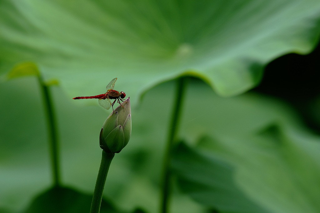 Sony Alpha DSLR-A700 sample photo. Lotus leaves & fly dragon photography