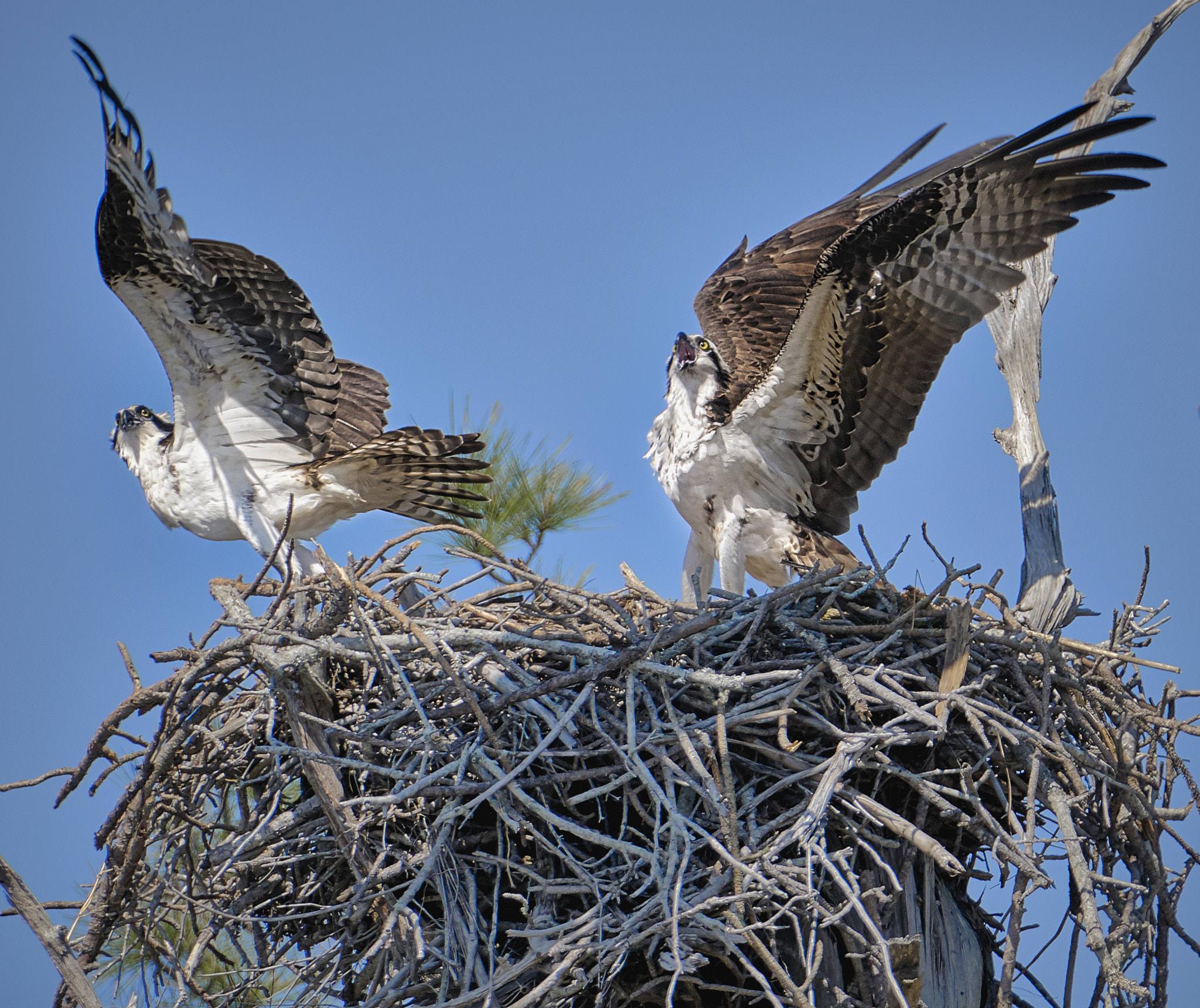 Sony a6300 sample photo. Ospreys photography