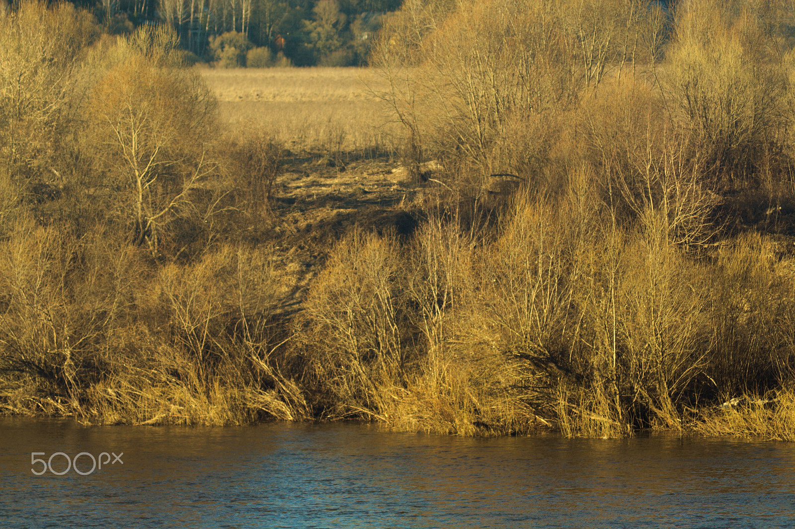 Canon EF 35-80mm f/4-5.6 sample photo. Gold of the spring photography