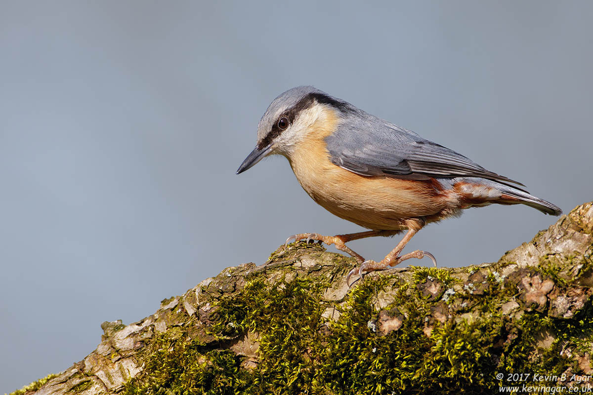 Canon EF 500mm F4L IS USM sample photo. Nuthatch, sitta europaea photography