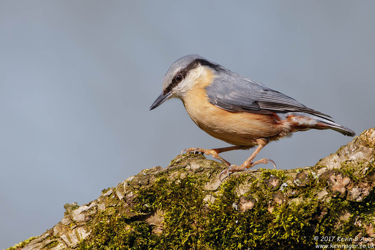 Canon EOS 7D Mark II sample photo. Nuthatch, sitta europaea photography