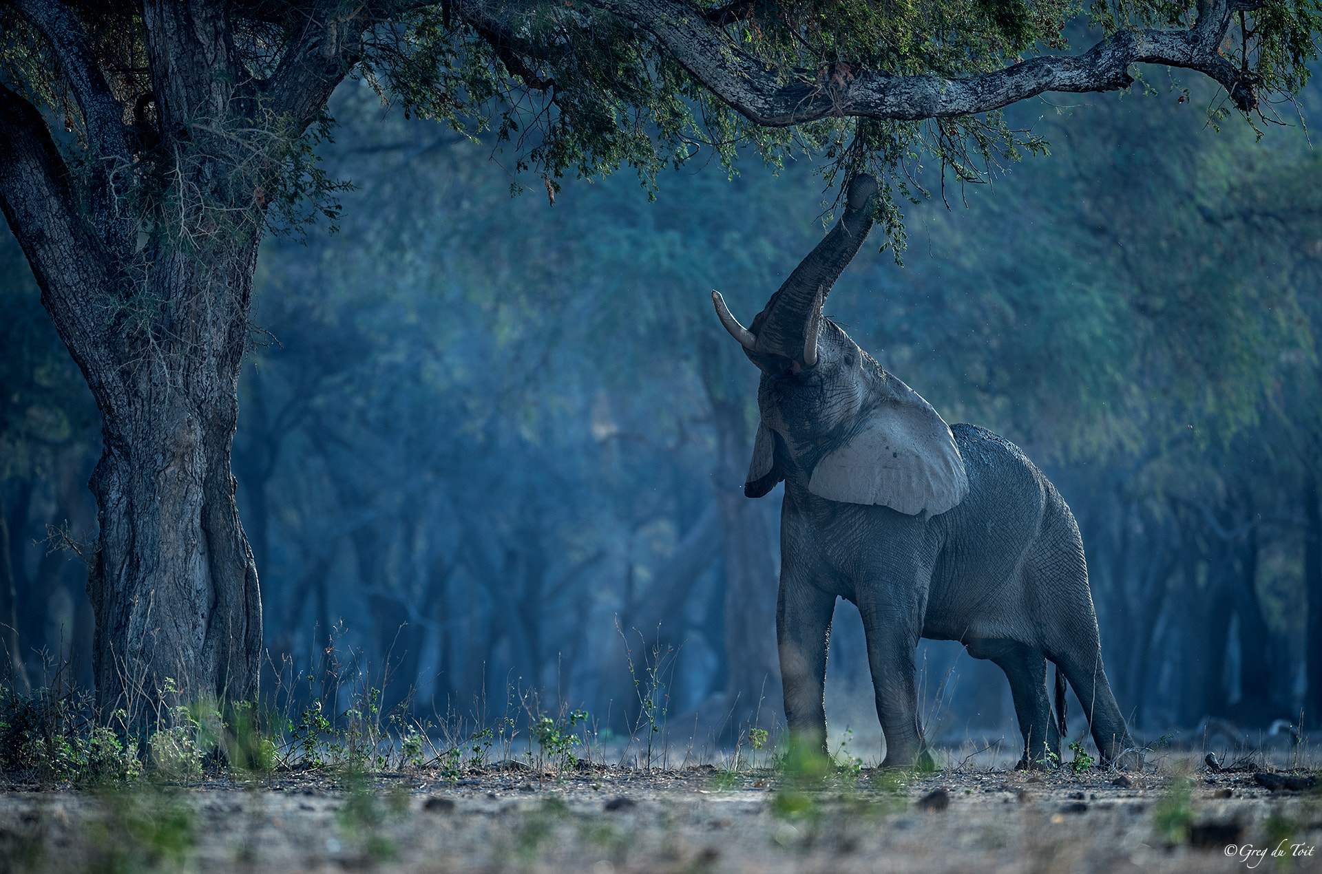 Nikon AF-S Nikkor 500mm F4E FL ED VR sample photo. King of the forest photography