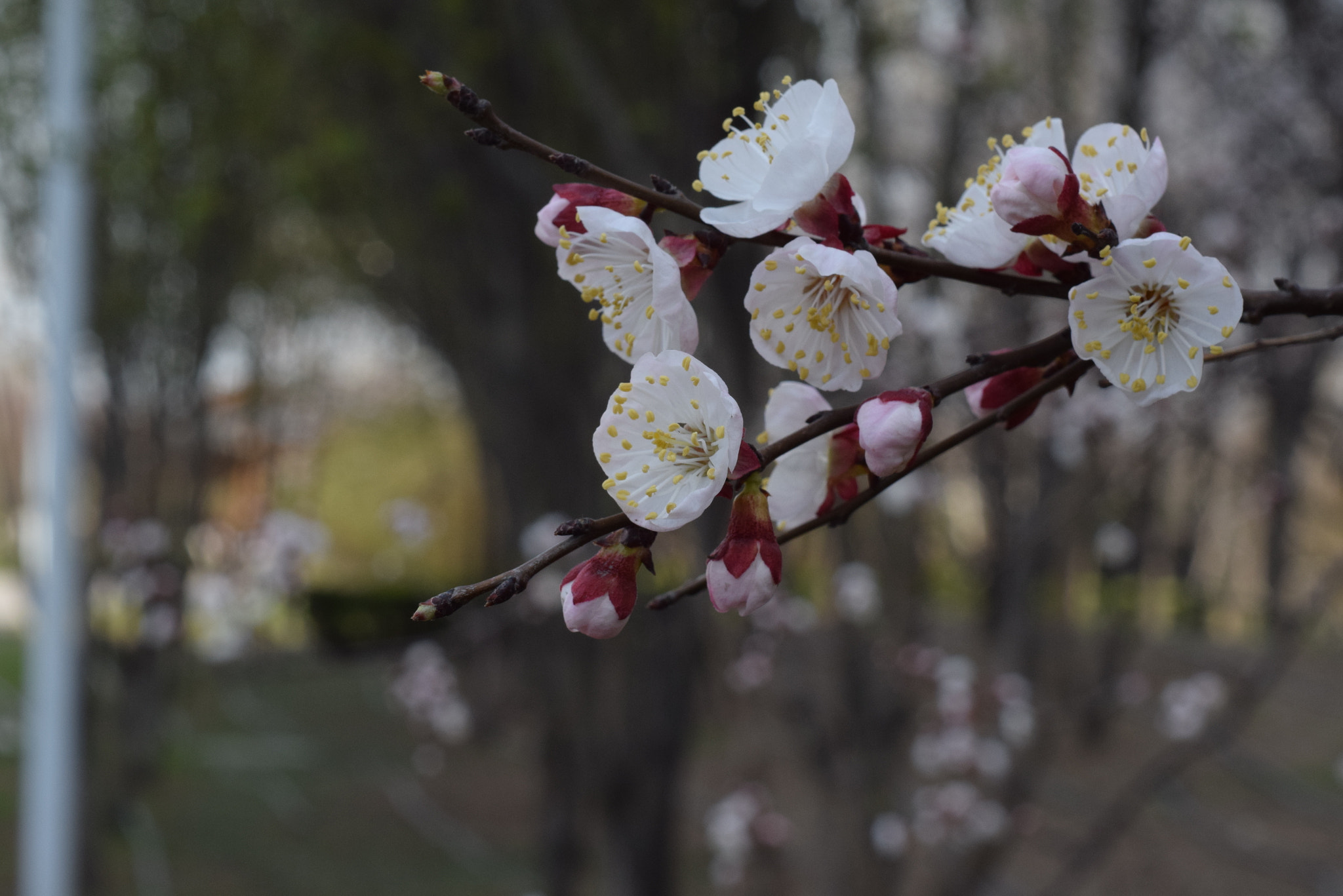 Nikon D3300 + Nikon AF Nikkor 50mm F1.8D sample photo. Dsc photography