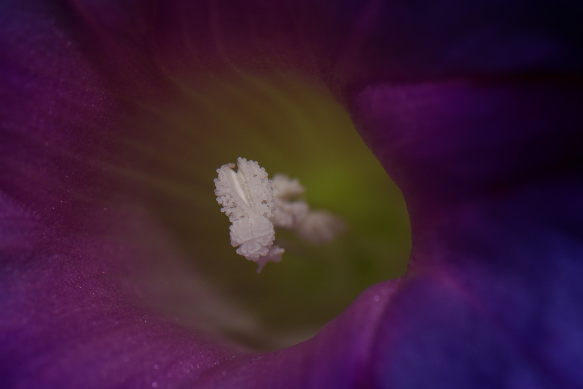 Nikon AF-S DX Micro-Nikkor 85mm F3.5G ED VR sample photo. Morning glory i photography