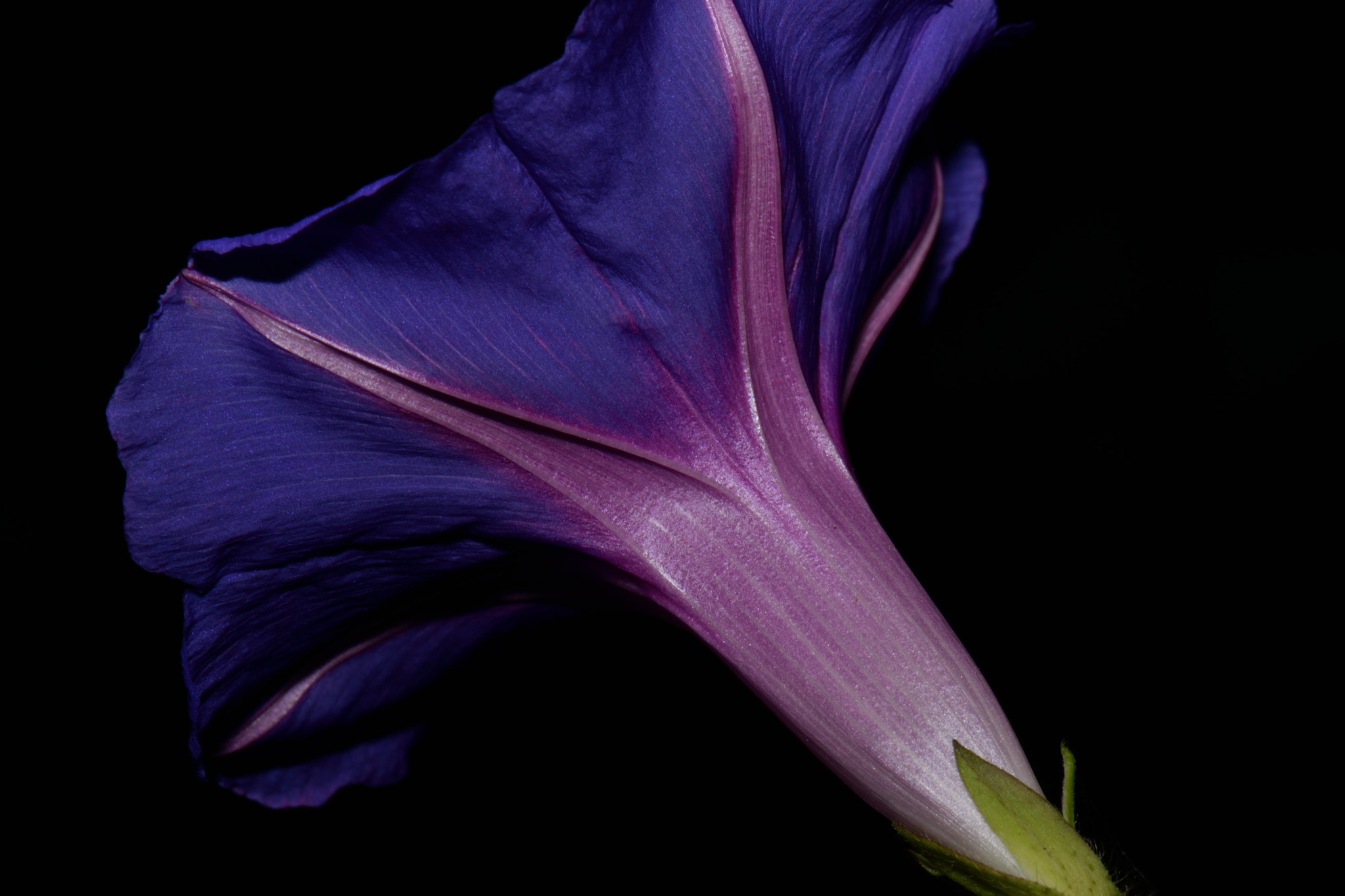 Nikon AF-S DX Micro-Nikkor 85mm F3.5G ED VR sample photo. Morning glory ii photography
