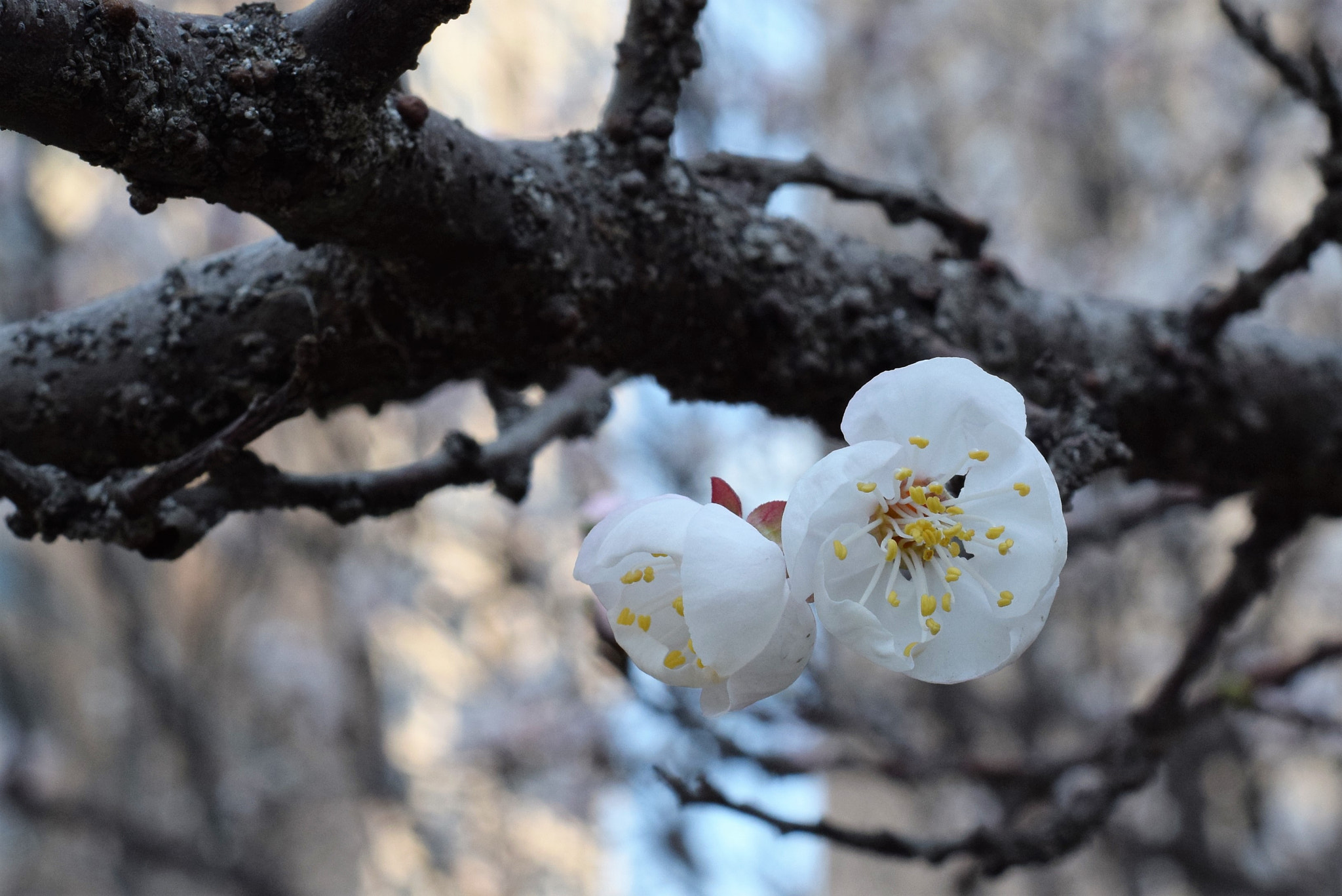 Nikon D3300 + Nikon AF Nikkor 50mm F1.8D sample photo. () photography
