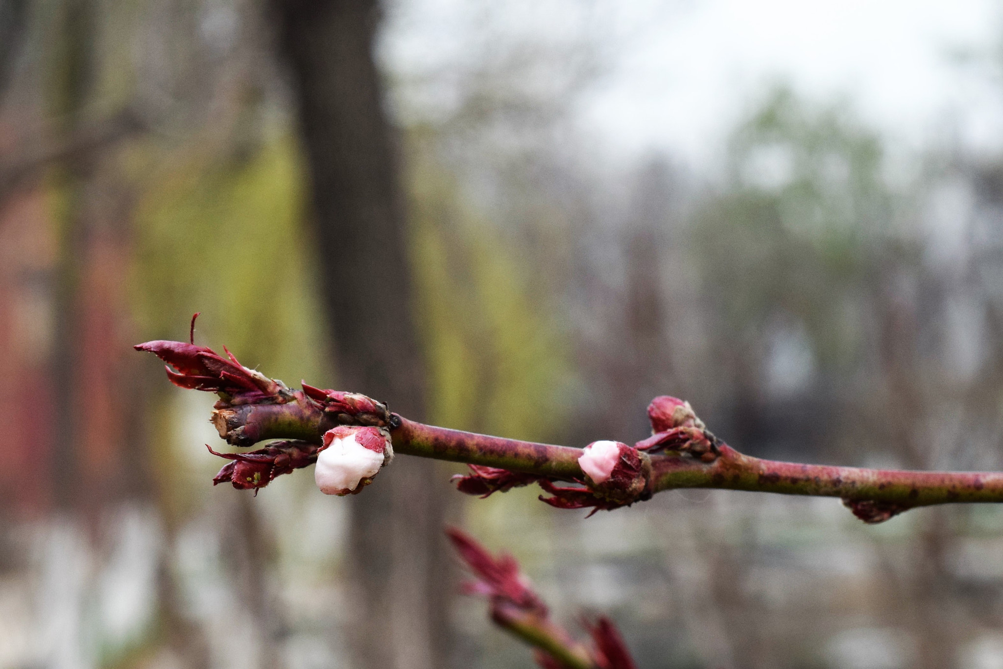 Nikon D3300 + Nikon AF Nikkor 50mm F1.8D sample photo. () photography