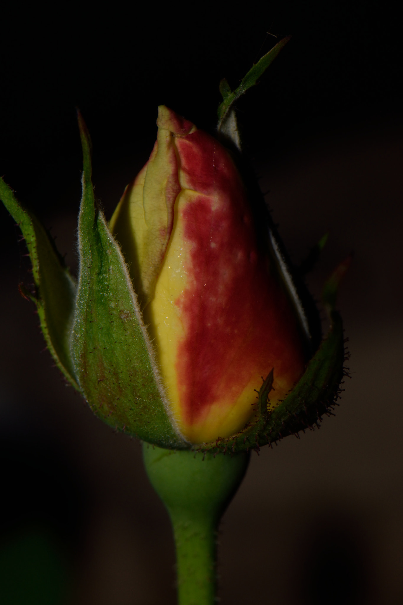 Nikon AF-S DX Micro-Nikkor 85mm F3.5G ED VR sample photo. Rose bud photography