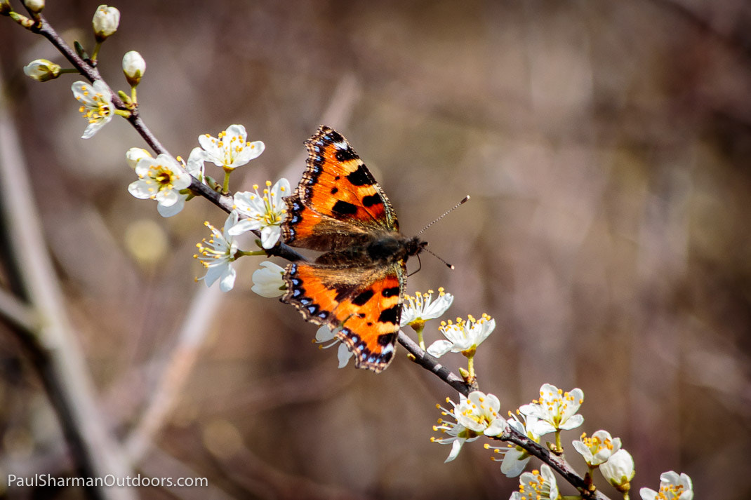Canon EF 70-300mm F4-5.6 IS USM sample photo. Small tortoiseshell butterfly photography