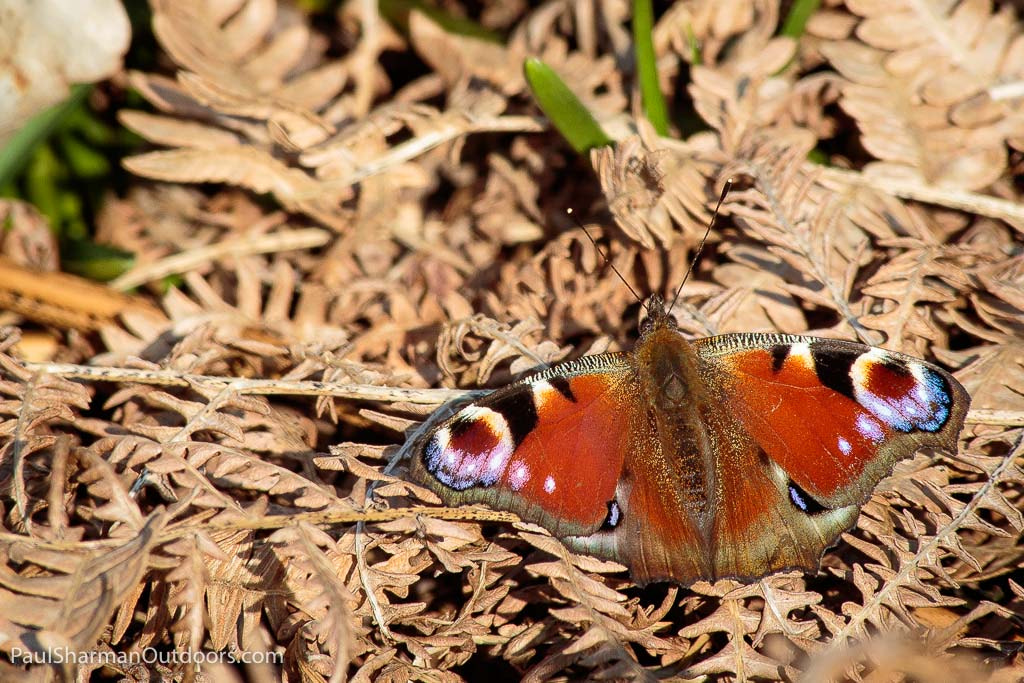 Canon EF 70-300mm F4-5.6 IS USM sample photo. Peacock butterfly photography