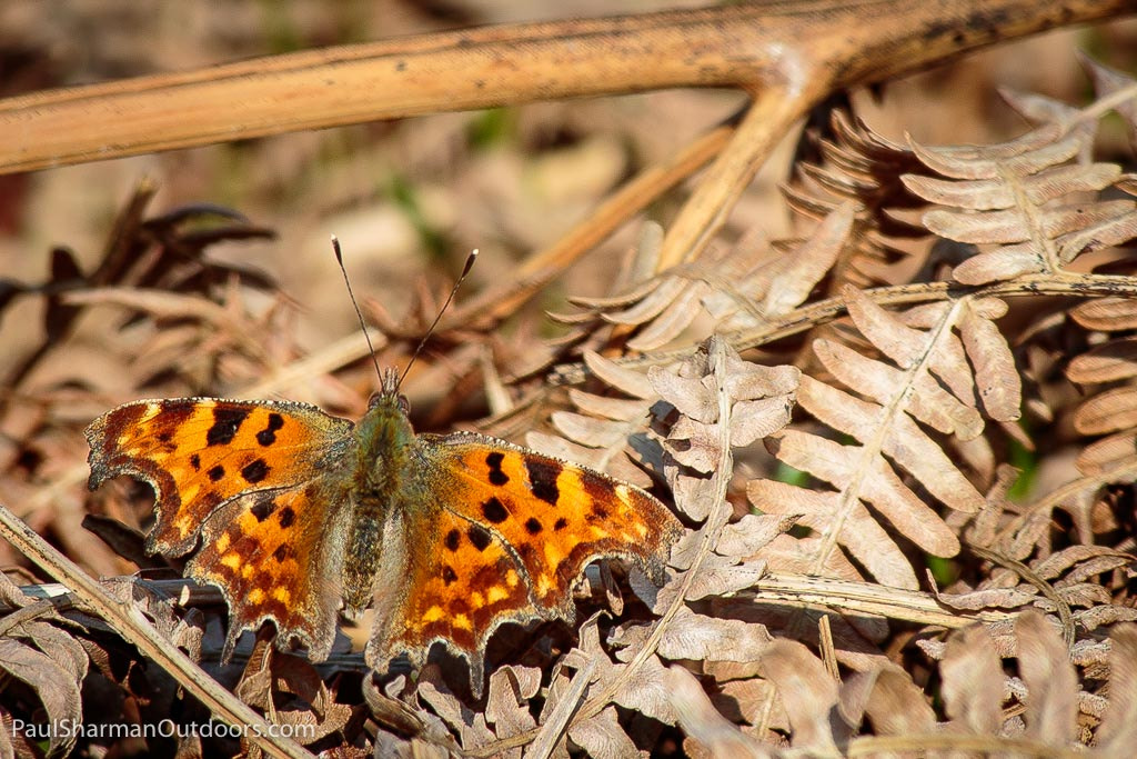 Canon EOS 7D Mark II sample photo. Comma butterfly photography