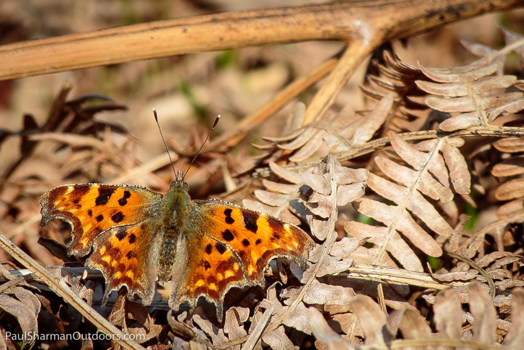 Canon EF 70-300mm F4-5.6 IS USM sample photo. Comma butterfly photography