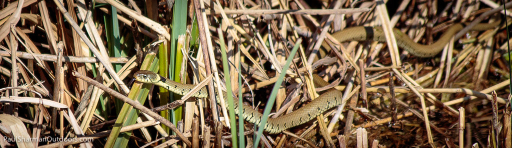 Canon EF 70-300mm F4-5.6 IS USM sample photo. Grass snake photography