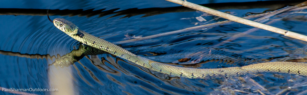 Canon EF 70-300mm F4-5.6 IS USM sample photo. Grass snake - swimming photography