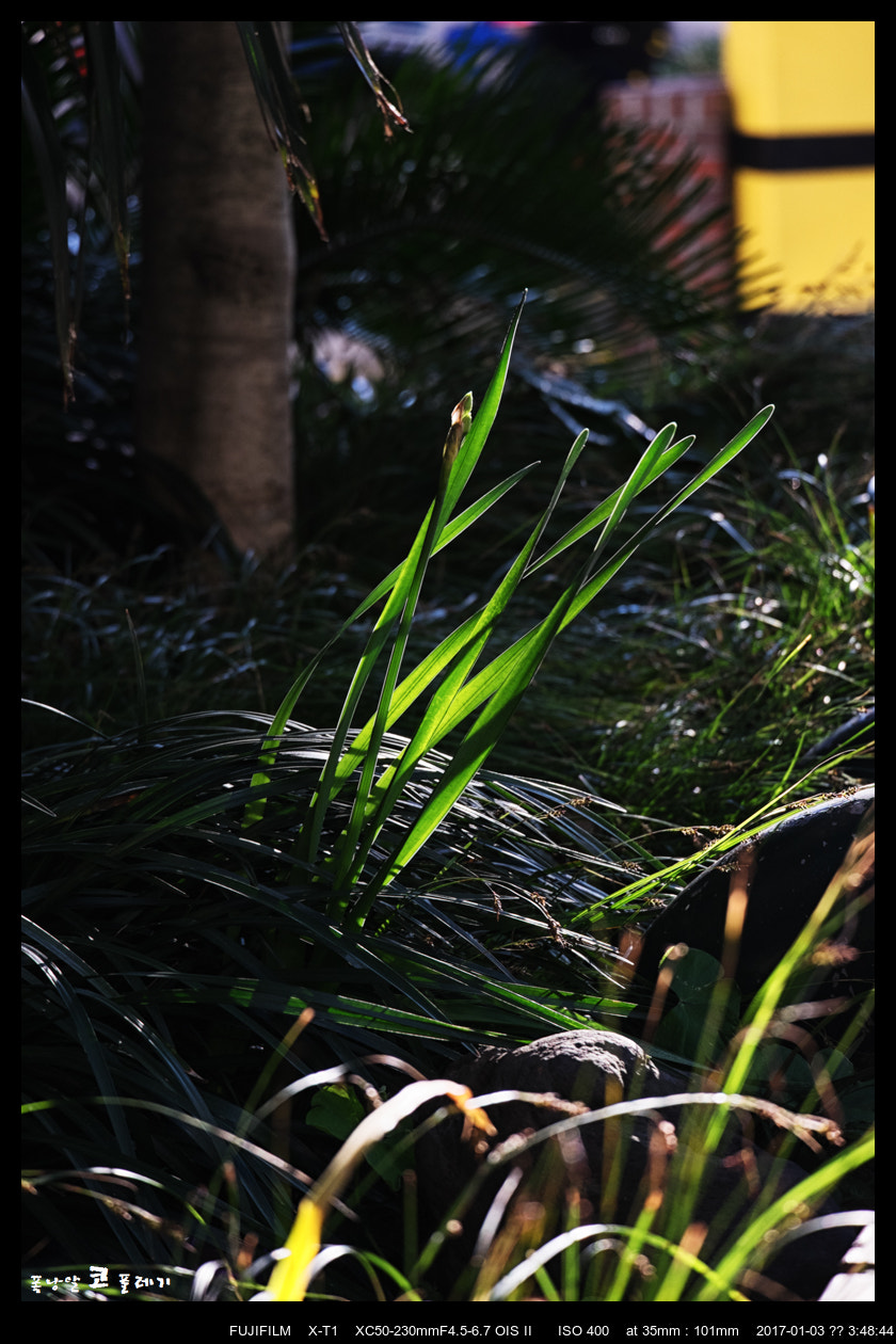 Fujifilm X-T1 + Fujifilm XC 50-230mm F4.5-6.7 OIS II sample photo. Sunshine in the winter photography