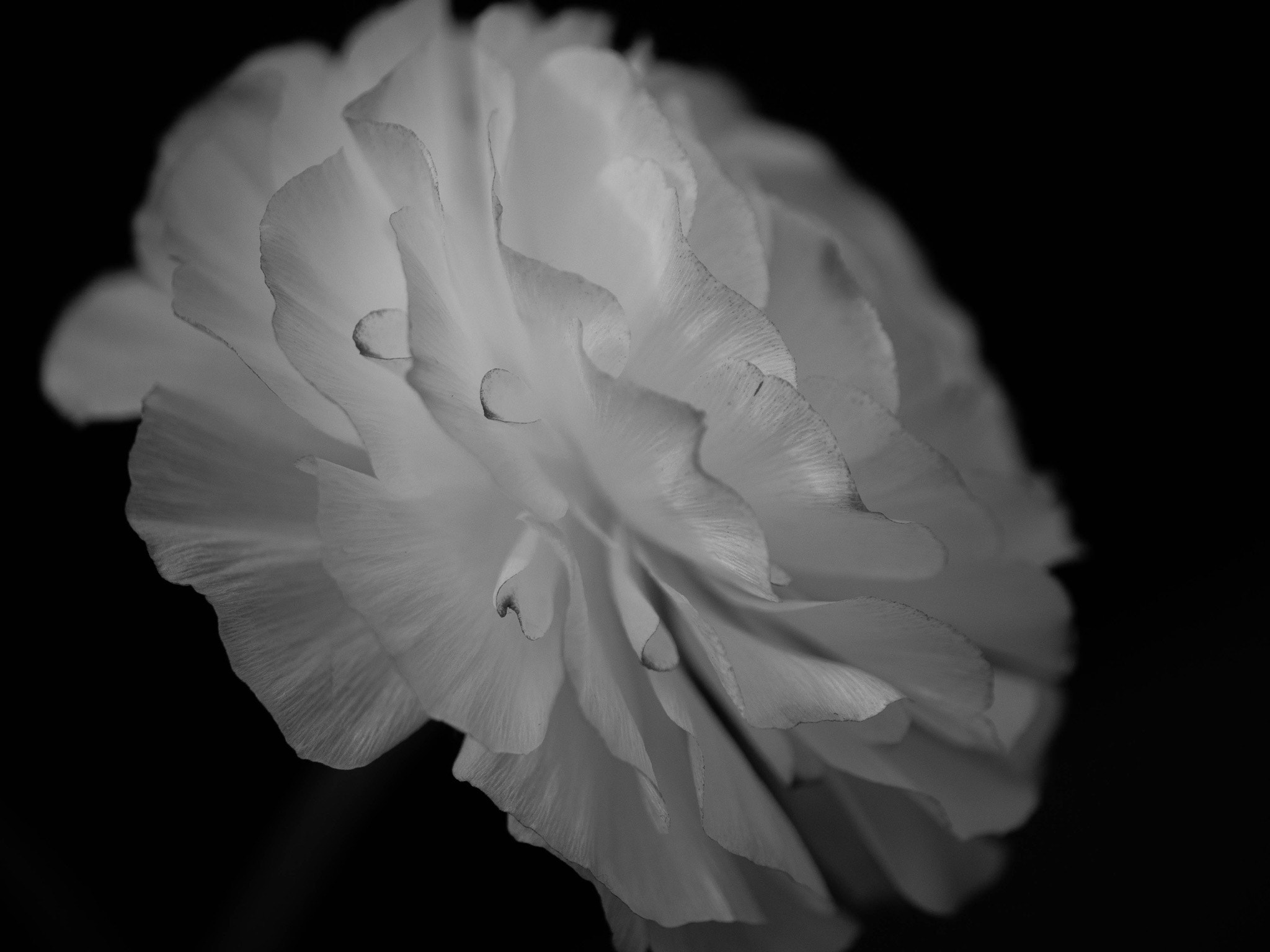 Panasonic Leica DG Macro-Elmarit 45mm F2.8 ASPH OIS sample photo