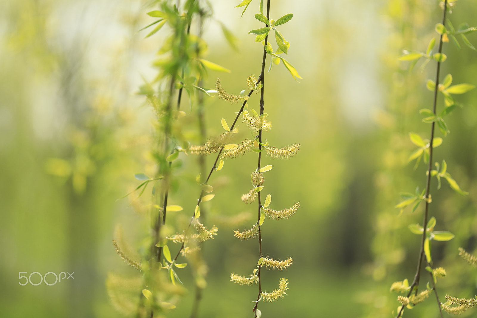 Canon EF 100mm F2.8L Macro IS USM sample photo. Kingwillow photography