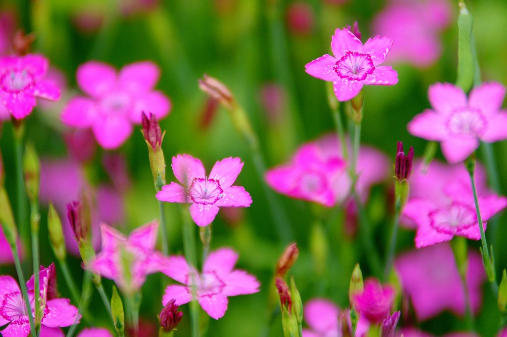 Sony Alpha DSLR-A700 sample photo. China pink flowers  photography