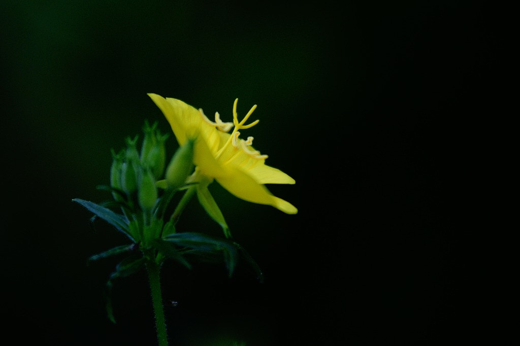 Sony Alpha DSLR-A700 sample photo. Evening primrose photography