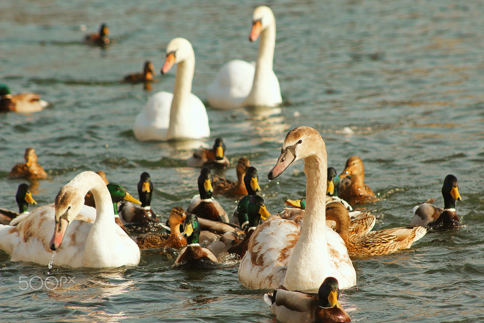 Canon EF 75-300mm f/4-5.6 USM sample photo. Ducks and swans photography