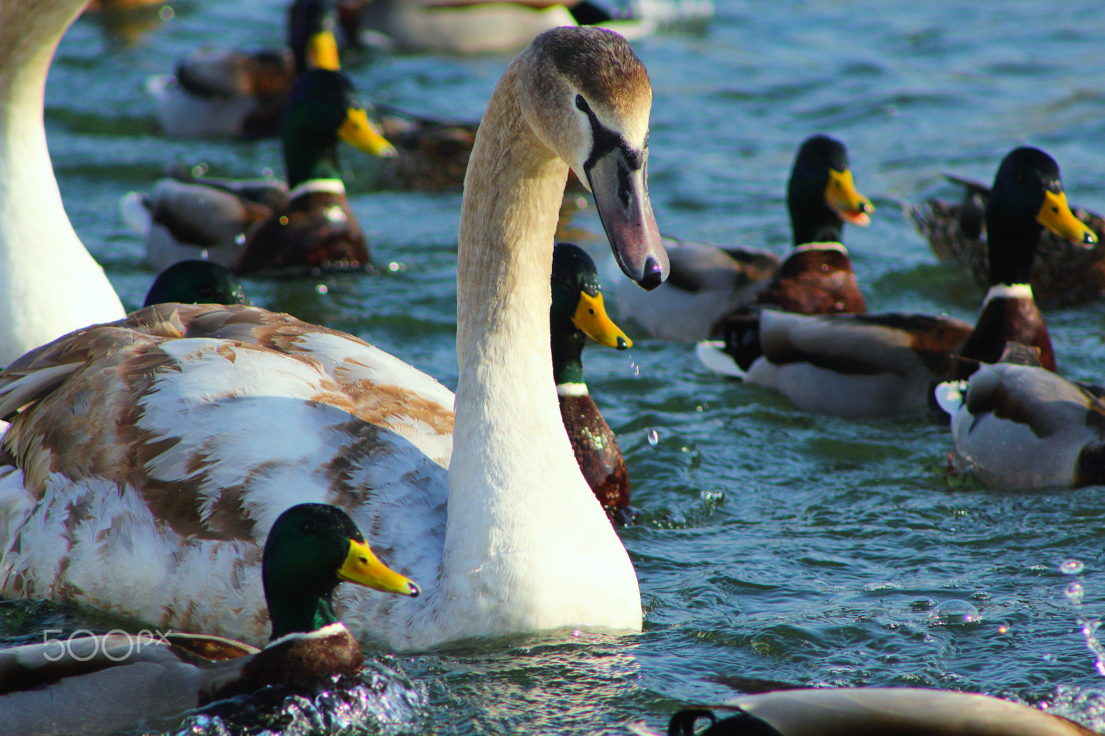 Canon EF 75-300mm f/4-5.6 USM sample photo. Swans and ducks photography