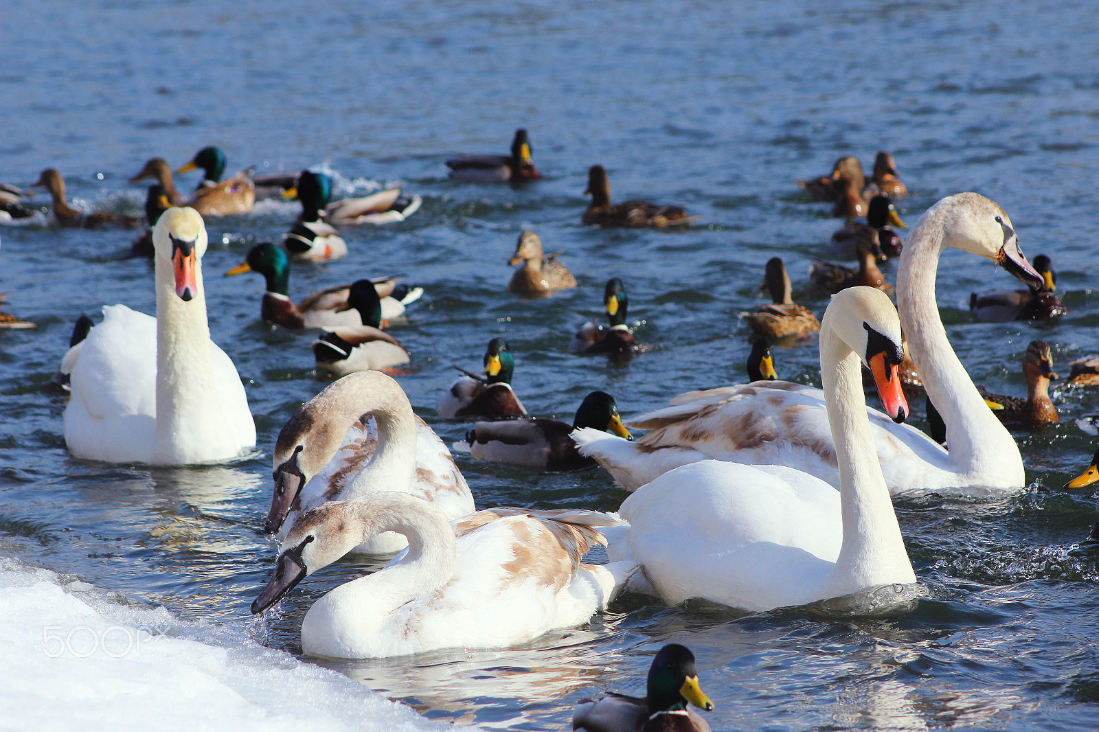 Canon EF 75-300mm f/4-5.6 USM sample photo. Ducks and ducks and swan... photography