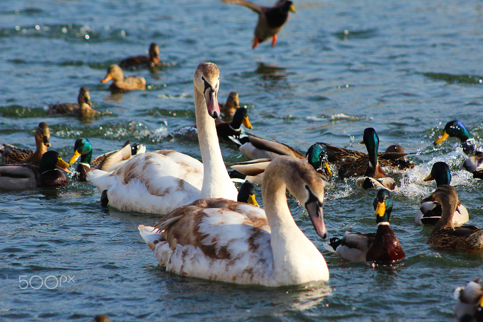 Canon EF 75-300mm f/4-5.6 USM sample photo. Swans and swans and ducks photography
