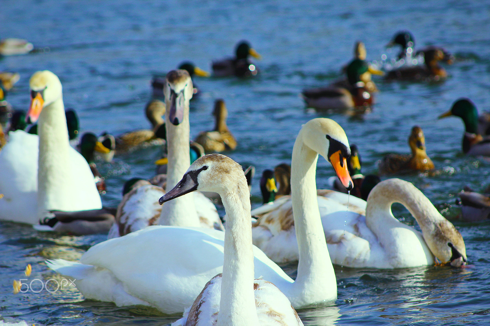 Canon EF 75-300mm f/4-5.6 USM sample photo. Ducksswansducksswans..... photography
