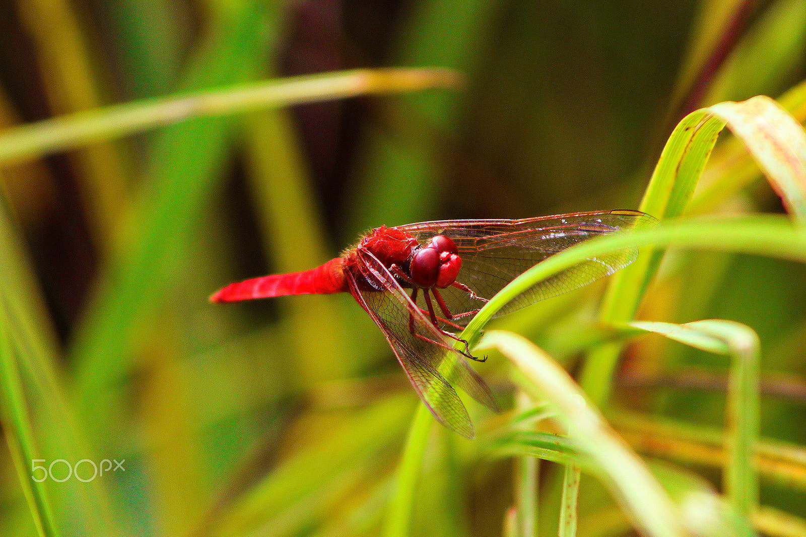 Canon EF 75-300mm f/4-5.6 USM sample photo. Red dragonfly photography