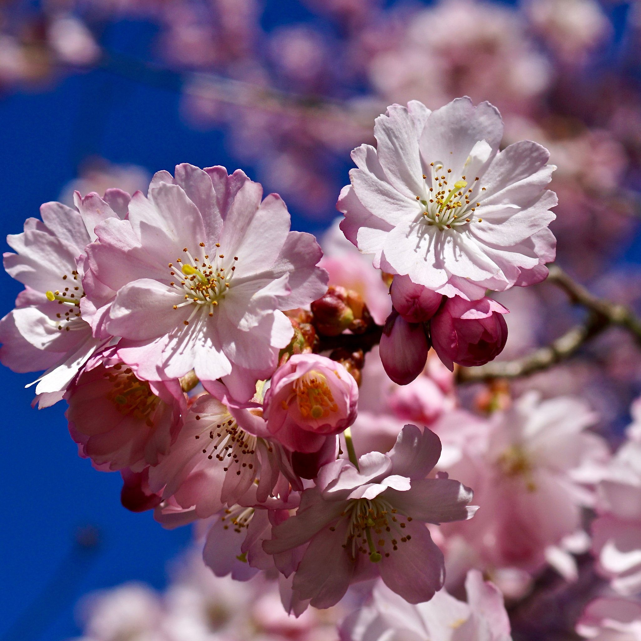 Sony DT 30mm F2.8 Macro SAM sample photo. Kirschblüten vor dem frühlingshimmel photography