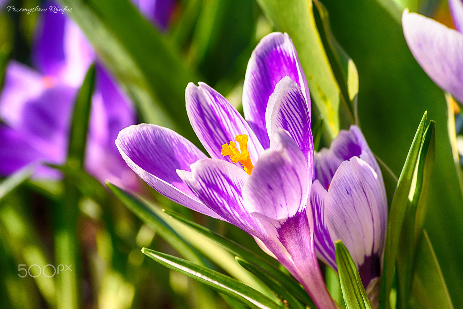 Nikon D7100 sample photo. Crocus in my garden photography