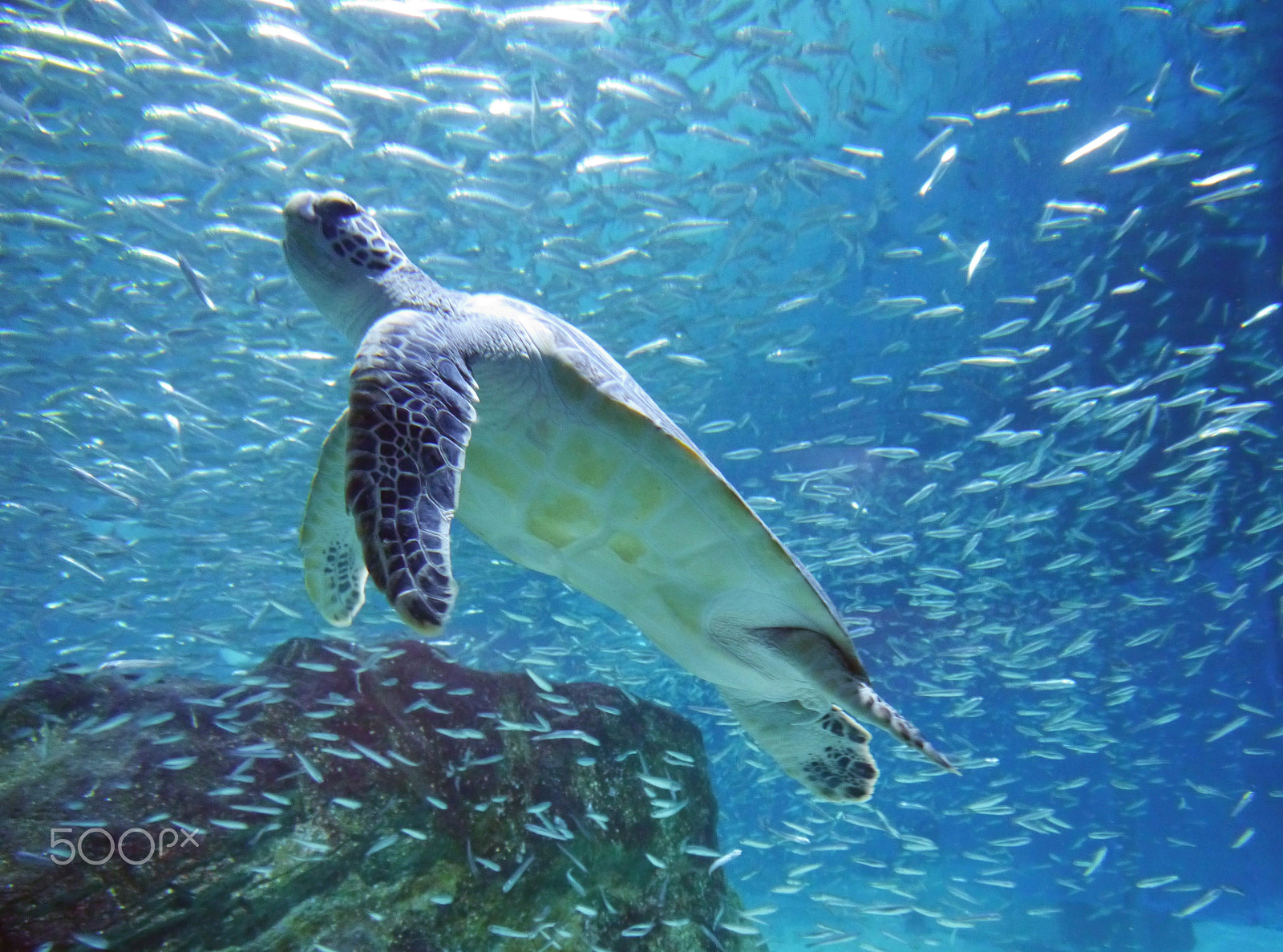 Panasonic Lumix DMC-G5 sample photo. Diving turtle photography