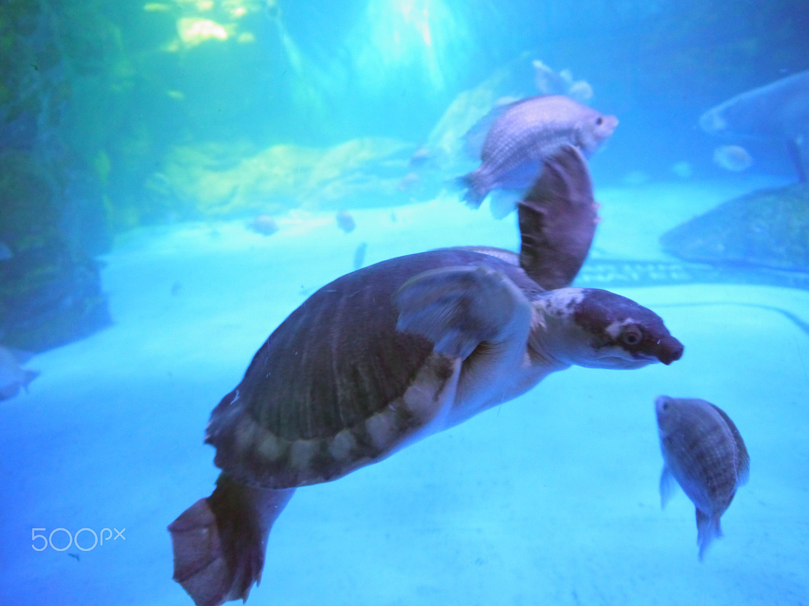 Panasonic Lumix DMC-G5 sample photo. Turtle vs. fish photography
