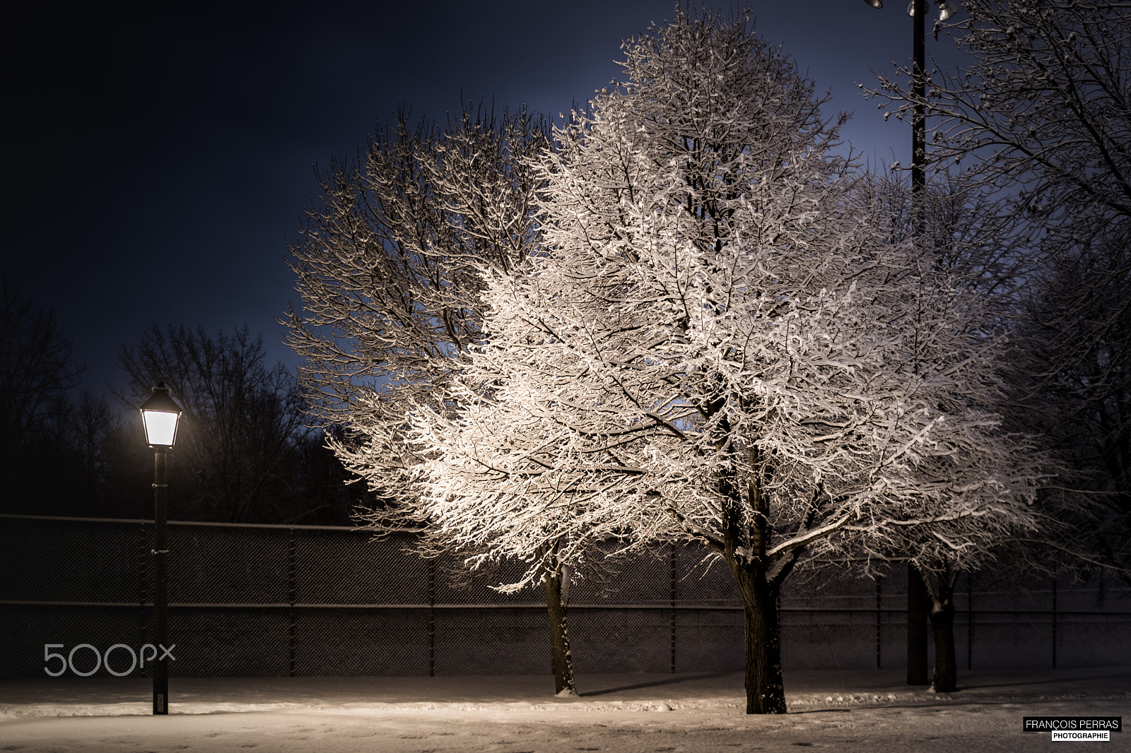 Canon EF 35mm F1.4L USM sample photo. Warming up an cold tree photography