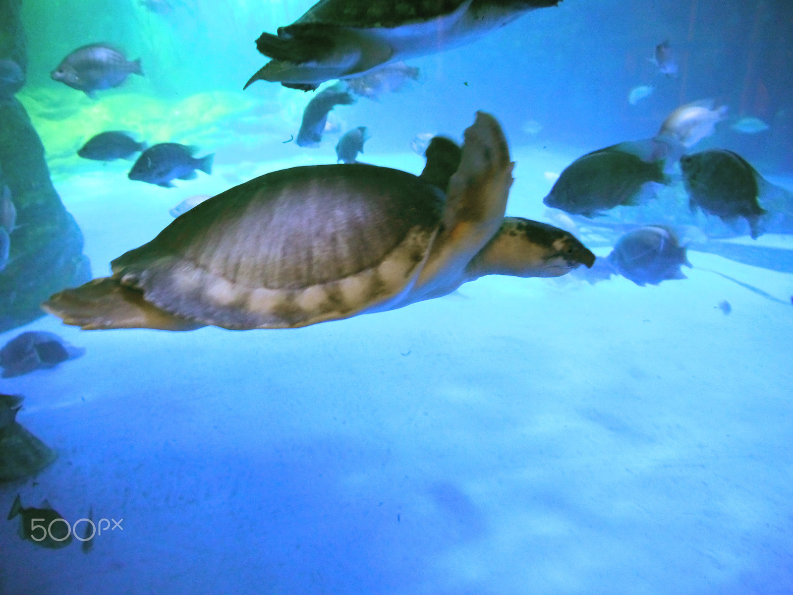 Panasonic Lumix DMC-G5 sample photo. Flying turtle photography