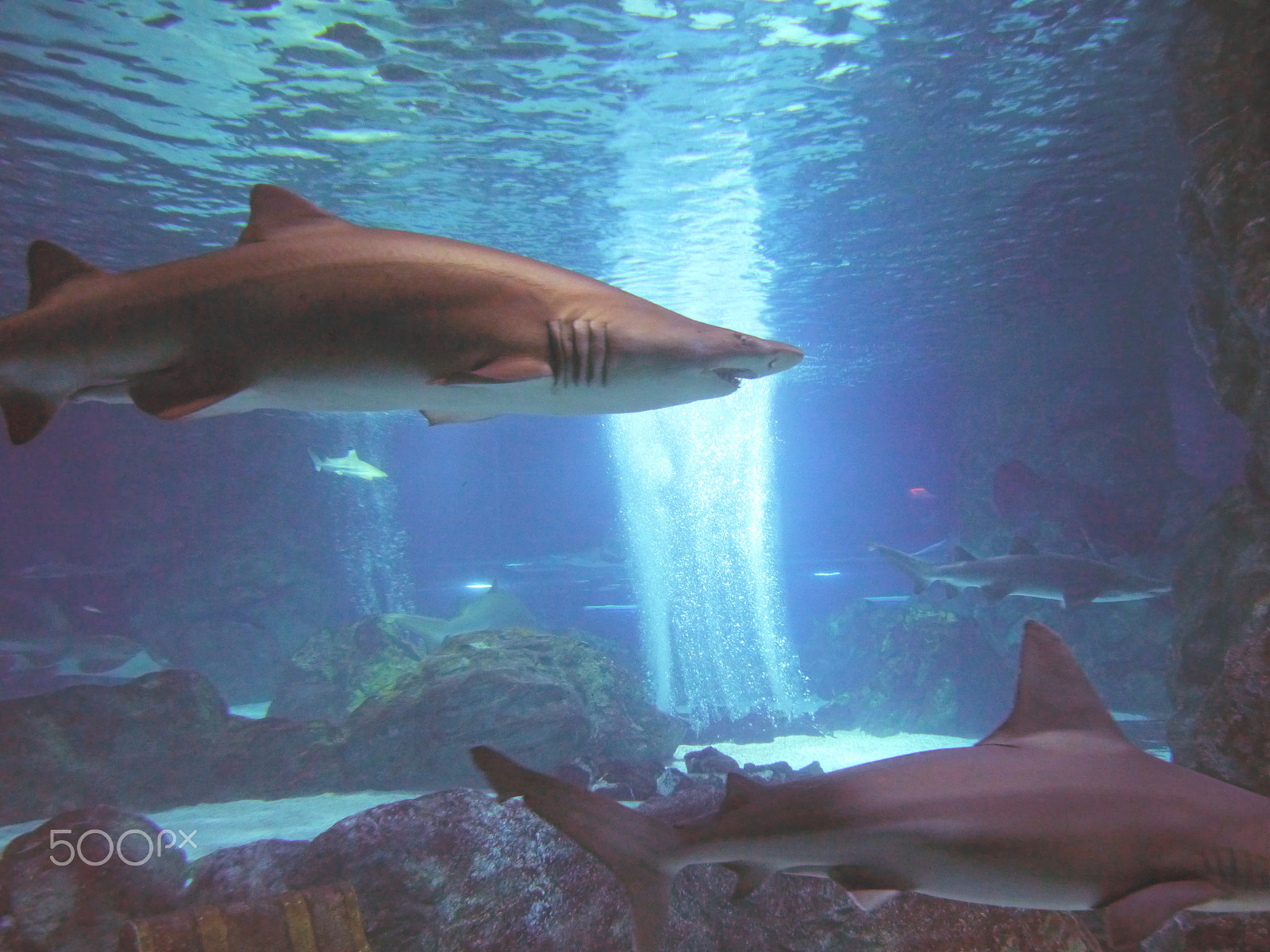 Panasonic Lumix DMC-G5 sample photo. Shark patrol photography
