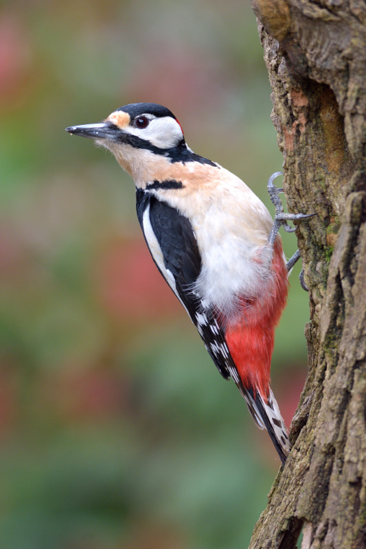 Nikon D7200 + Nikon AF-S Nikkor 300mm F4D ED-IF sample photo. Great spotted woodpecker photography